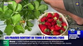 Saint-Michel-l'Observatoire: les fraises sortent de terre