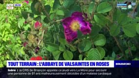 Tout Terrain : les jardins fleuris de l'abbaye de Valsaintes à Simiane-la-Rotonde