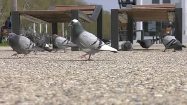  L'association déplore des méthodes douloureuses visant à éliminer les pigeons.