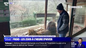 Comment les zoos s'adaptent pour protéger les animaux du froid 