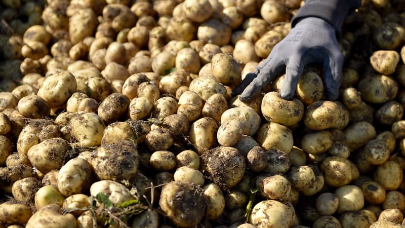 Pourquoi le prix des pommes de terre va rester élevé