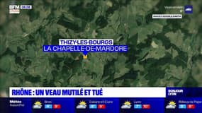 Rhône: un veau retrouvé mort et mutilé à La Chapelle-de-Mardore