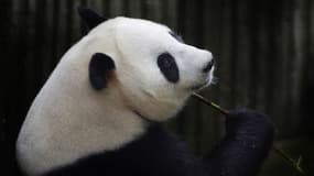 Ai Hin mâchouillant une tige de bambou, le 17 juillet 2014, quand les médecins pensent encore que la femme est enceinte.