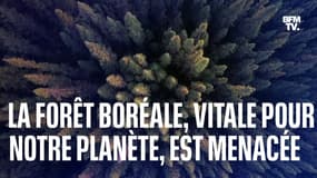 Pourquoi la forêt boréale, vitale pour notre planète, est menacée