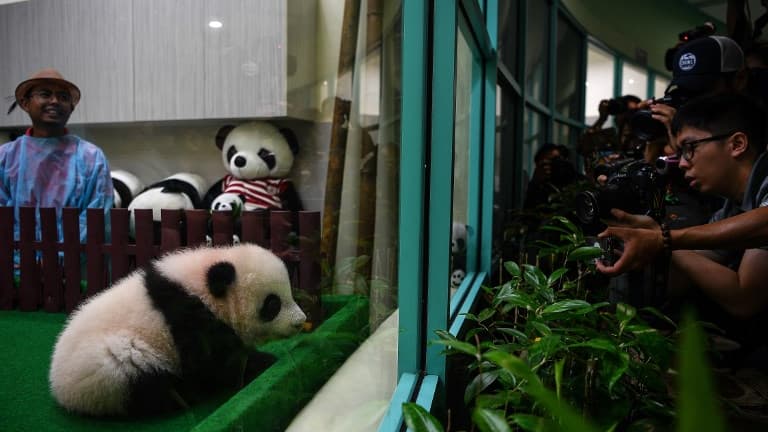 panda