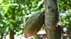 Une cabosse de cacao sur un arbre,le 7 avril 2024 en Côte d'Ivoire (photo d'illustration).