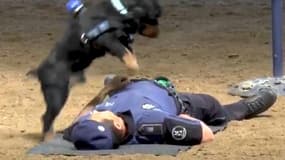 Voici Poncho, un chien avec un petit gyrophare qui peut pratiquer un massage cardiaque