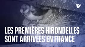 Les premières hirondelles sont arrivées en France