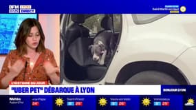 Rhône: "Uber Pet" débarque à Lyon 