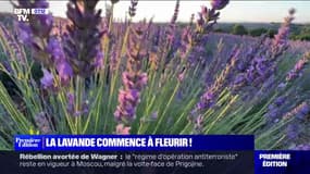 La lavande commence à fleurir ! - 26/06