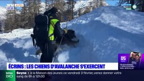Hautes-Alpes: les chiens d'avalanche s'exercent dans le massif des Écrins