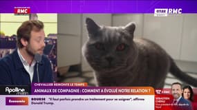 Animaux de compagnie : comment a évolué notre relation?