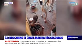 Seine-Saint-Denis: une dizaine de chats et de chiens maltraités et mis en vente sur le Bon Coin, secourus