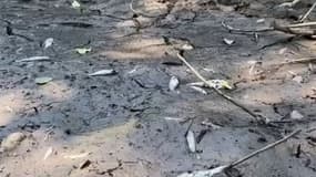 La rivière La Pallu à sec, les poissons sont morts.