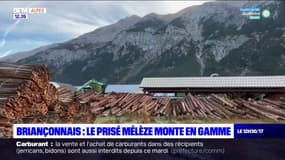 Hautes-Alpes: bois très prisé, le mélèze voit son prix augmenter