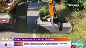 Ambroisie : la résistance s'organise 