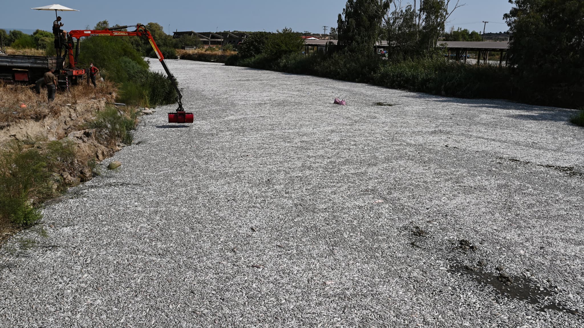 Des ouvriers enlevant les poissons morts dans la rivière Xiria, le mercredi 28 août 2024.