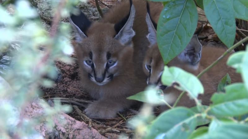 "Ils sont plutôt dégourdis": deux bébés caracals deviennent les vedettes du parc animalier du Mont Faron, à Toulon