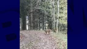 Un lynx a été filmé par un chasseur dans une forêt du Beaujolais ce samedi.