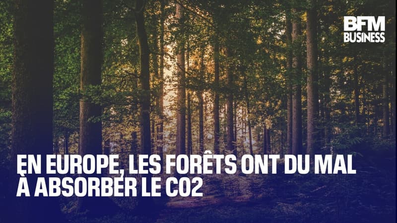 En Europe, les forêts ont du mal à absorber le C02