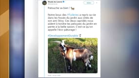 Le bouc Patouche a pu rejoindre le jardin des Tuileries.