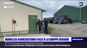 Nord: les agriculteurs face à la menace de la grippe aviaire