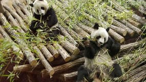 Huan Huan (la femelle, à gauche) et Yuan Zi, les deux pandas géants prêtés à la France par la Chine. (Photo d'illustration)