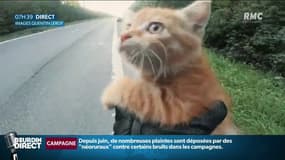 L'incroyable sauvetage d'un chaton sur une autoroute belge