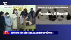 Story 3 : Beauval, les bébés panda nommés Yuandudu et Huanlili - 18/11