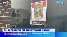 Val-de-Marne: un chat star des réseaux sociaux est porté disparu