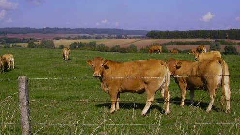 Des vaches errantes abattues par l'État dans les Pyrénées-Orientales