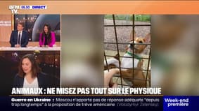 Pourquoi il ne faut pas adopter d'animal uniquement car il est mignon