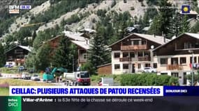 Ceillac: plusieurs attaques de Patou recensées