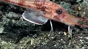 Oui, ce poisson marche sous l'eau