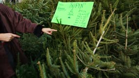 Toutes les espèces de sapins ont leurs avantages et leurs inconvénients.