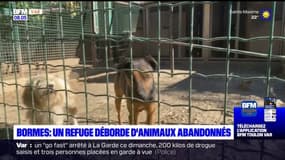 Bormes-les-Mimosas: de nombreux animaux abandonnés cet été, récupérés par un refuge