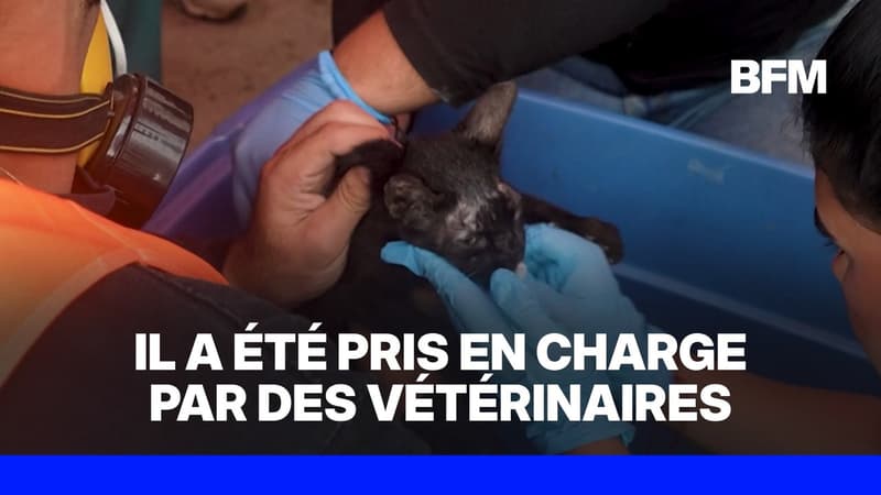 Venezuela: un chat sauvé des décombres 26 jours après le double séisme