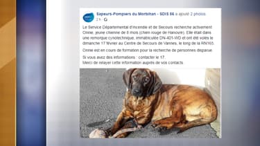 La jeune chienne des sapeurs pompiers de Vannes a été volée