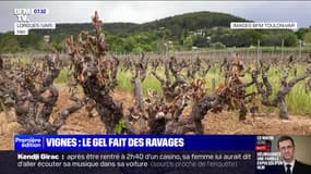 "On a perdu deux ans de travail": le gel provoque d'importants dégâts dans les vignes