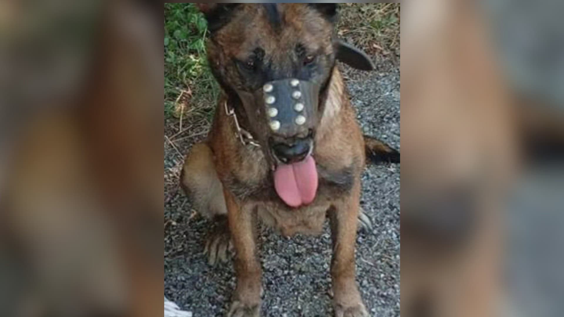 Un homme placé en garde à vue après avoir abandonné son chien et menti aux gendarmes des Alpes-de-Haute-Provence