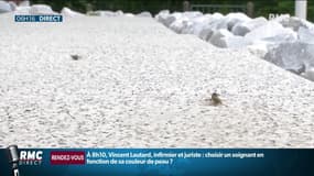 Cet été les guêpes sont plus nombreuses et plus agressives