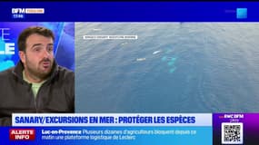 Planète locale du mercredi 8 janvier - Sanary / excursions en mer : protéger les espèces