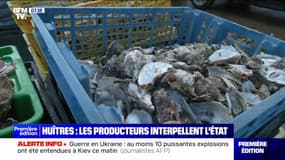 Les producteurs d'huîtres du bassin d'Arcachon interpellent l'État et dénoncent une "situation catastrophique"