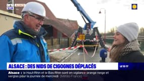 Alsace: des nids de cigognes réhaussés pour sécuriser le réseau électrique