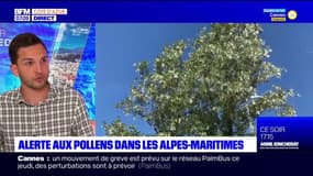 Alerte aux pollens dans les Alpes-Maritimes