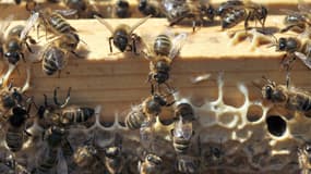 Gros plan d'une ruche d'abeilles noires réalisé le 06 juillet 2010 sur l'île d'Ouessant dans le Finistère.
