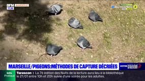 Marseille: des militants animalistes dénoncent les méthodes de capture des pigeons
