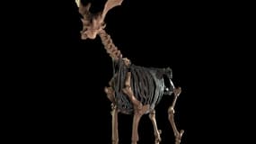 L'animal a été reconstitué en 3D à partir des ossements retrouvés