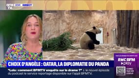 Le choix d'Angèle: la diplomatie du panda entre la Chine et le Qatar
