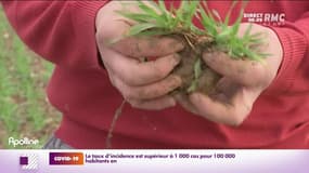 Températures douces : les agriculteurs s'inquiètent
